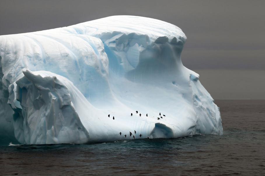Polar Regions: A Delicate Balance of Life and Environment